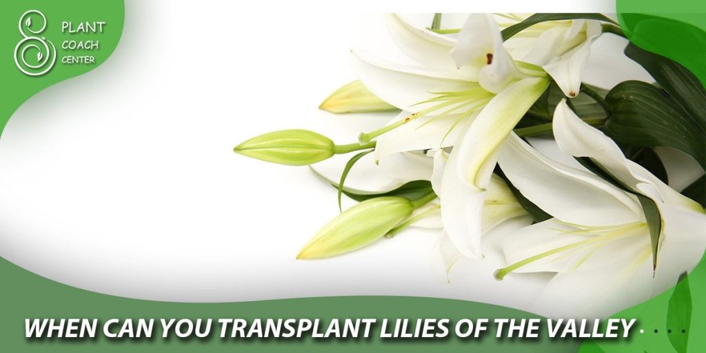 when can you transplant lilies of the valley