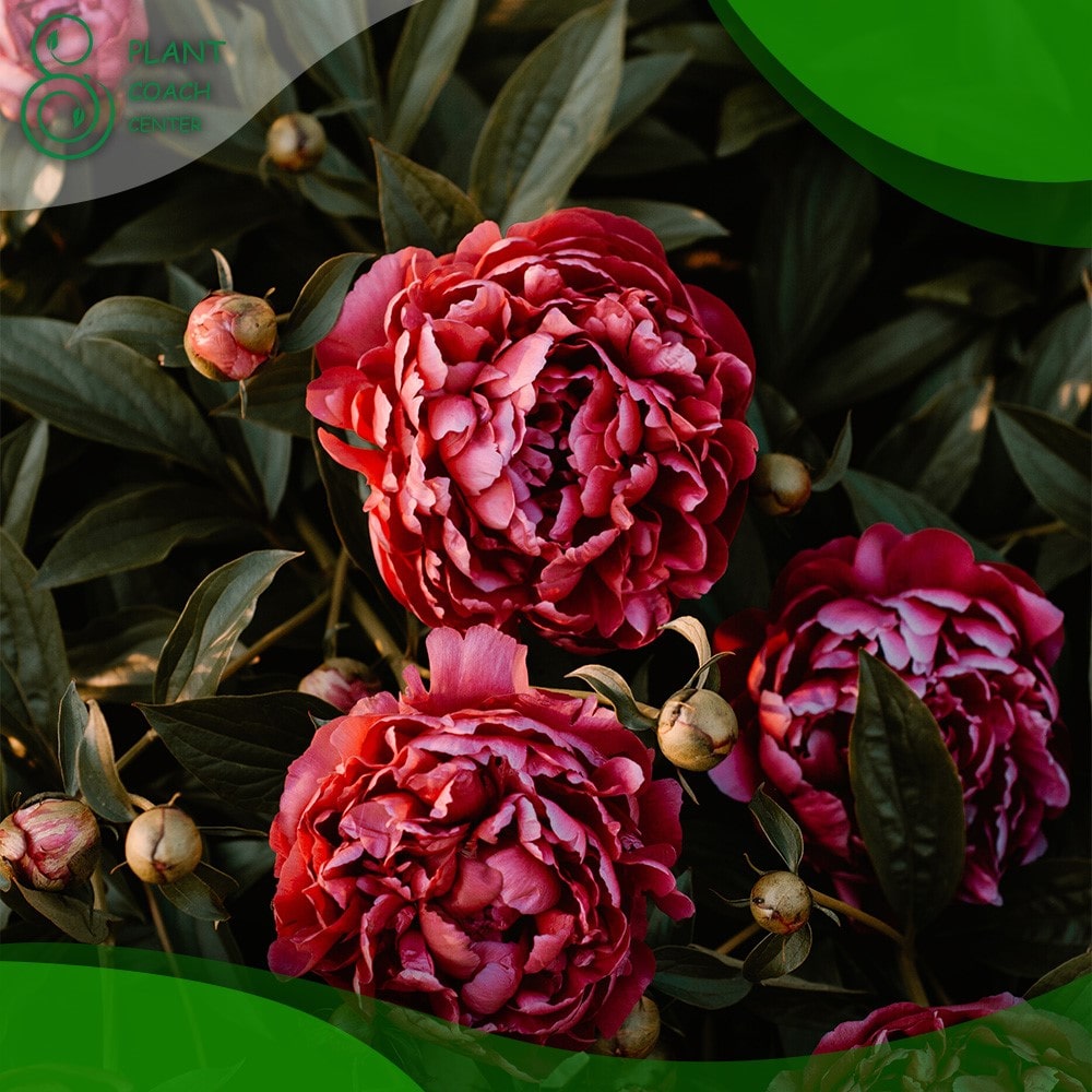When Can You Transplant Peonies?