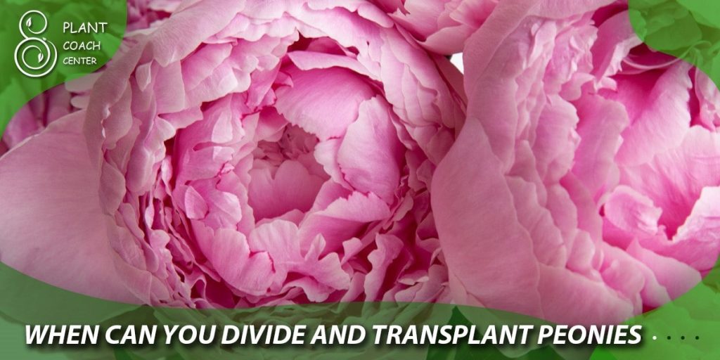 when can you divide and transplant peonies