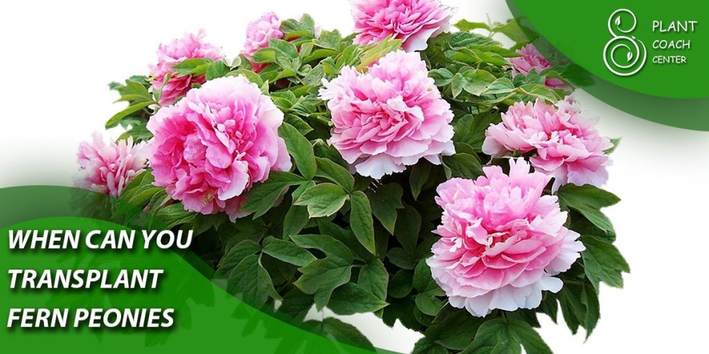 when can you transplant fern peonies