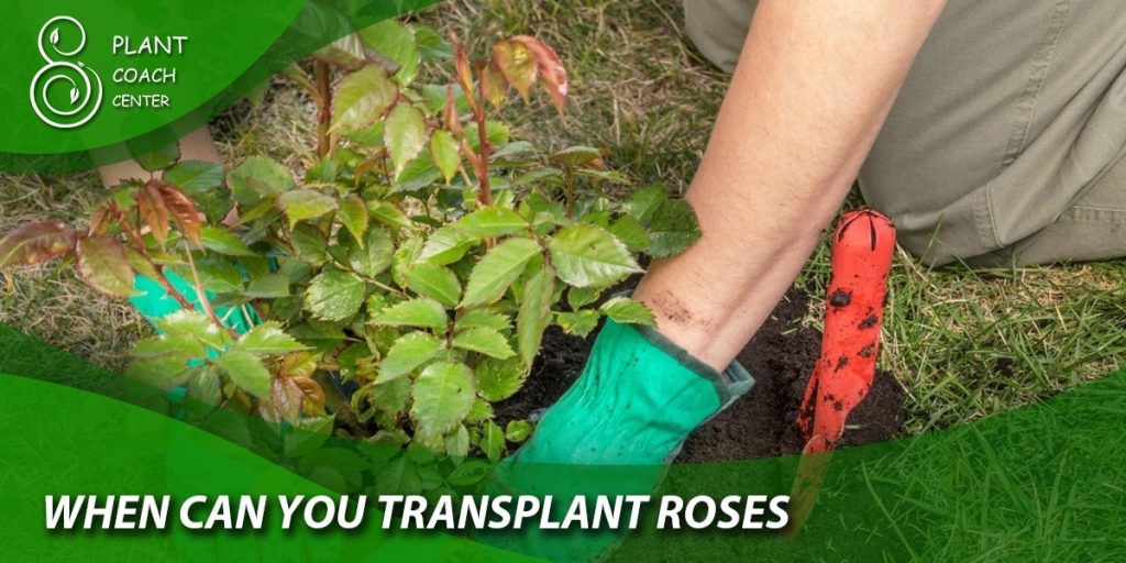 when can you transplant roses