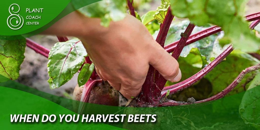 when do you harvest beets