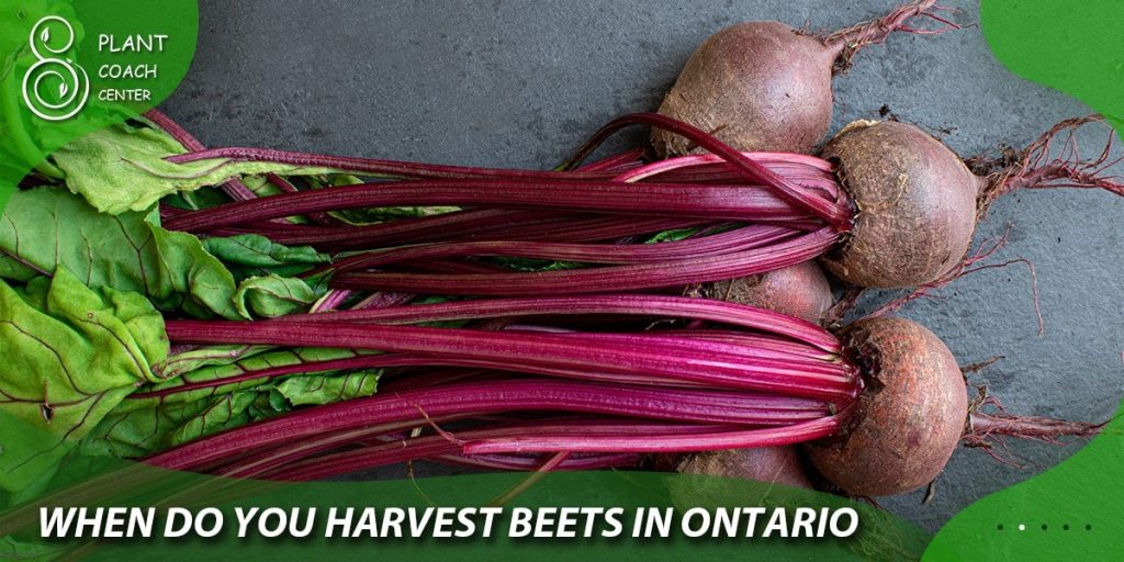 when do you harvest beets in ontario