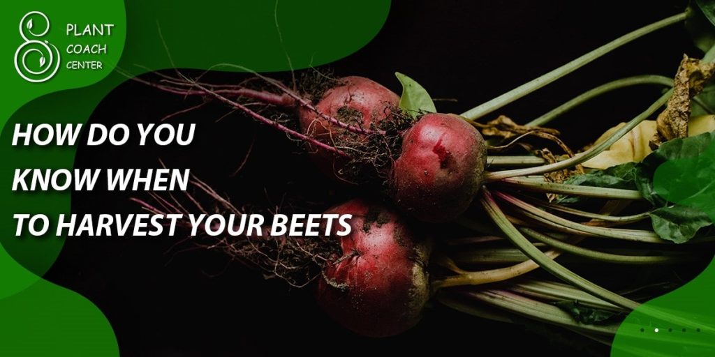 How do you know when to harvest your beets