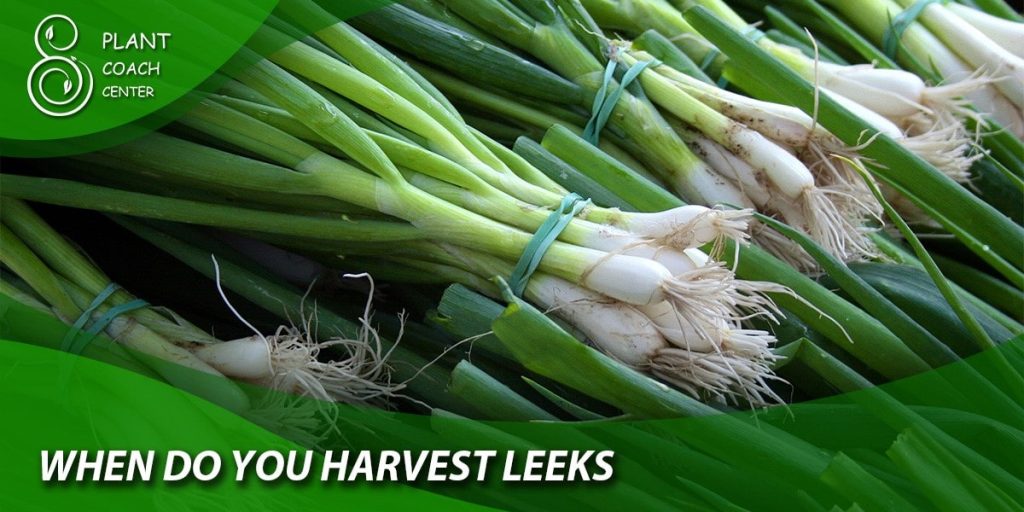 when do you harvest leeks