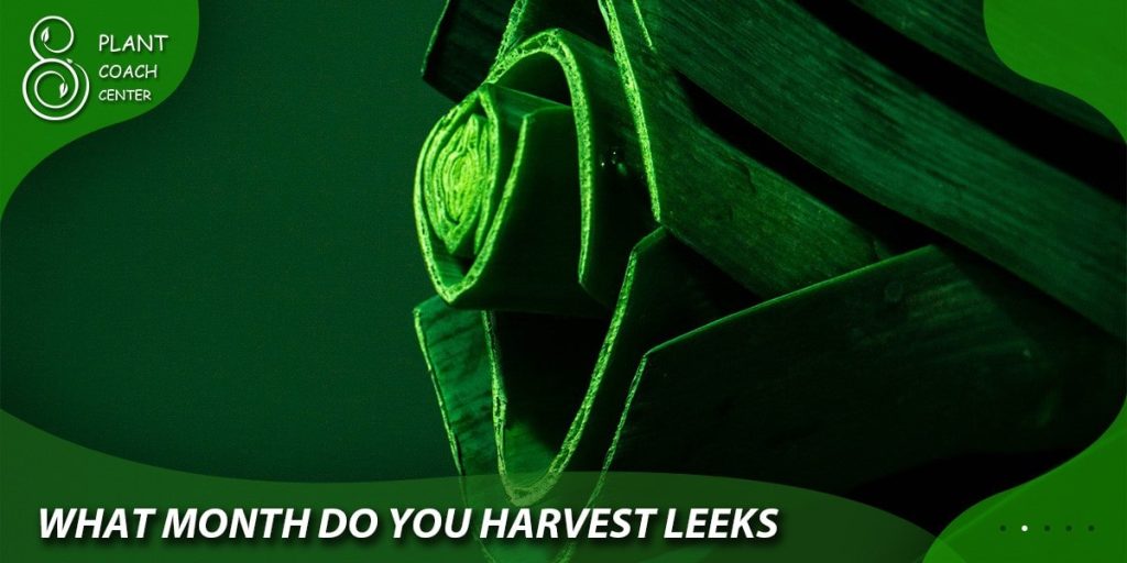 What month do you harvest leeks