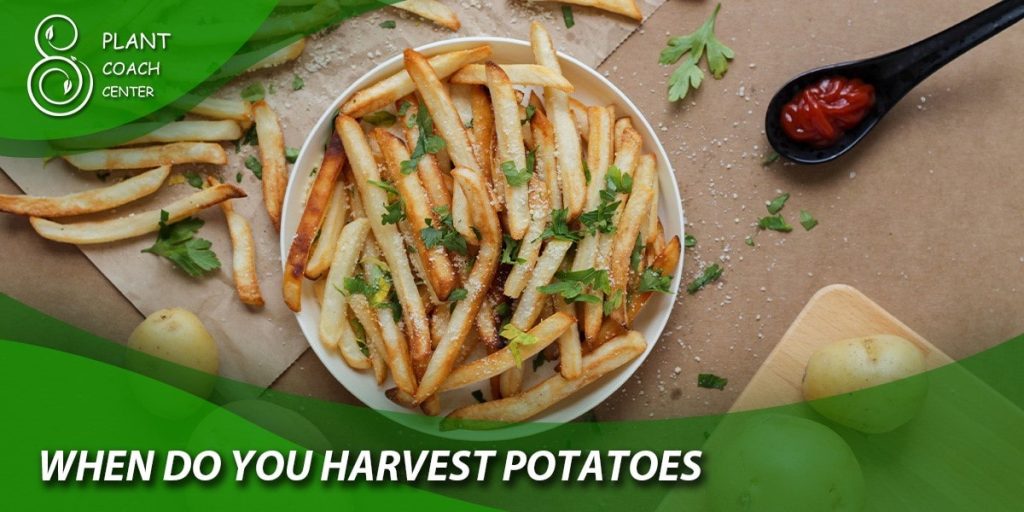 when do you harvest potatoes