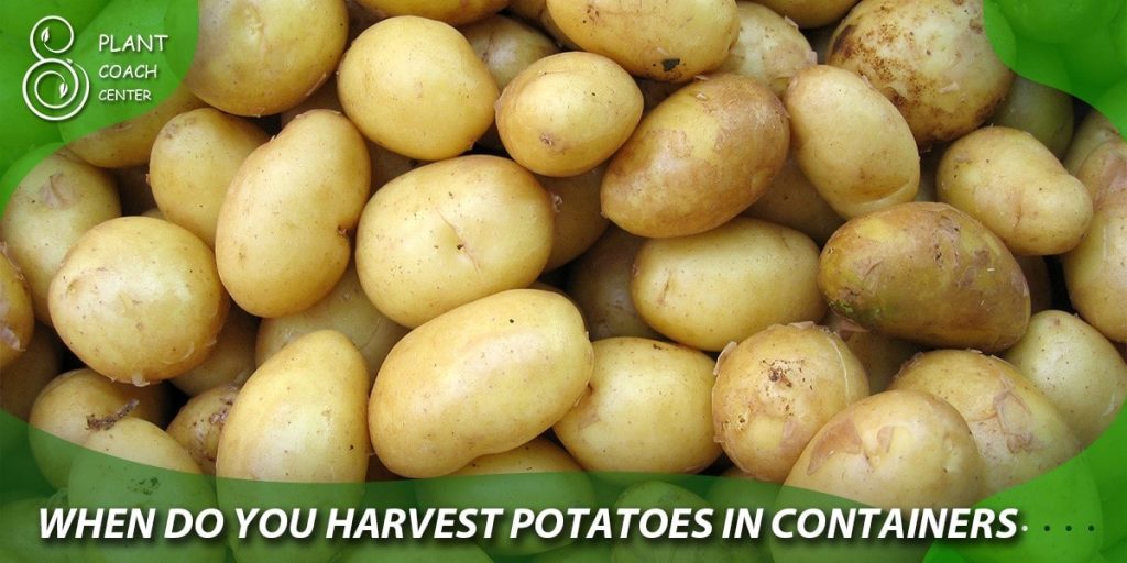 when do you harvest the potatoes in containers