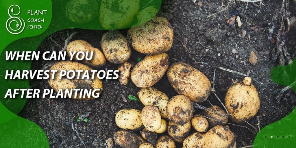 when can you harvest potatoes after planting