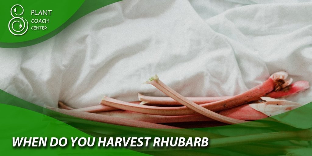 When Do You Harvest Rhubarb