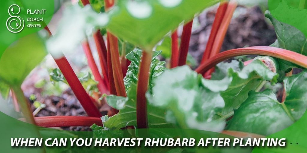 when can you harvest rhubarb after planting