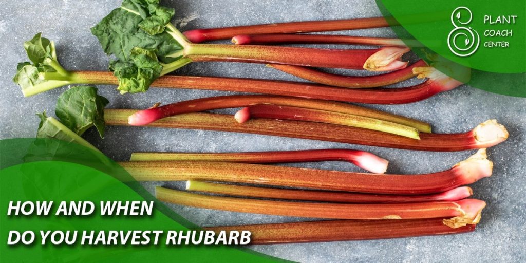 How and when do you harvest rhubarb
