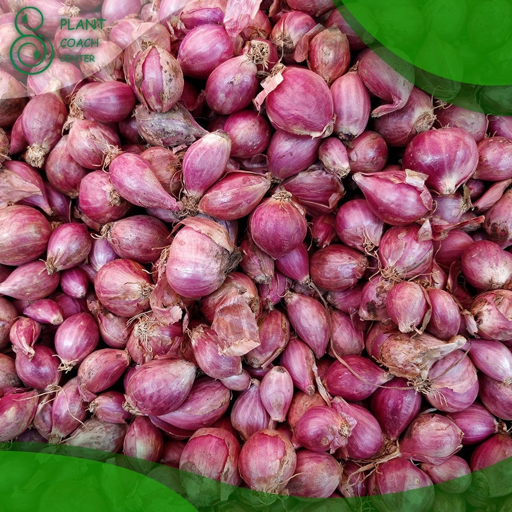 When Do You Harvest Shallots?