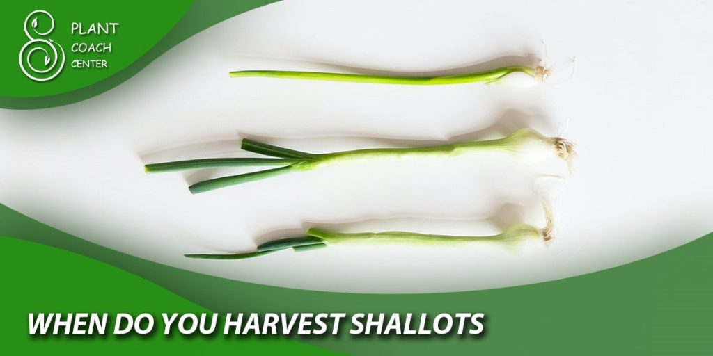 when do you harvest shallots