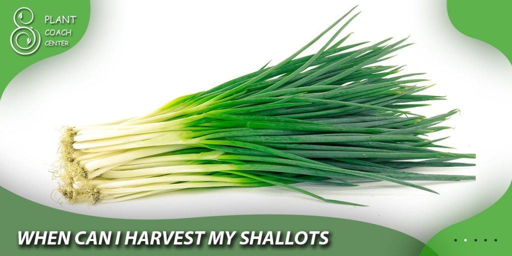 When can I harvest my shallots