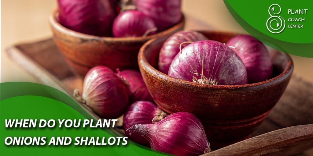 when do you plant onions and shallots