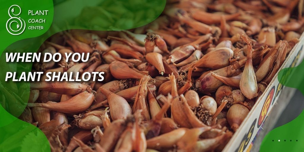 when do you plant shallots