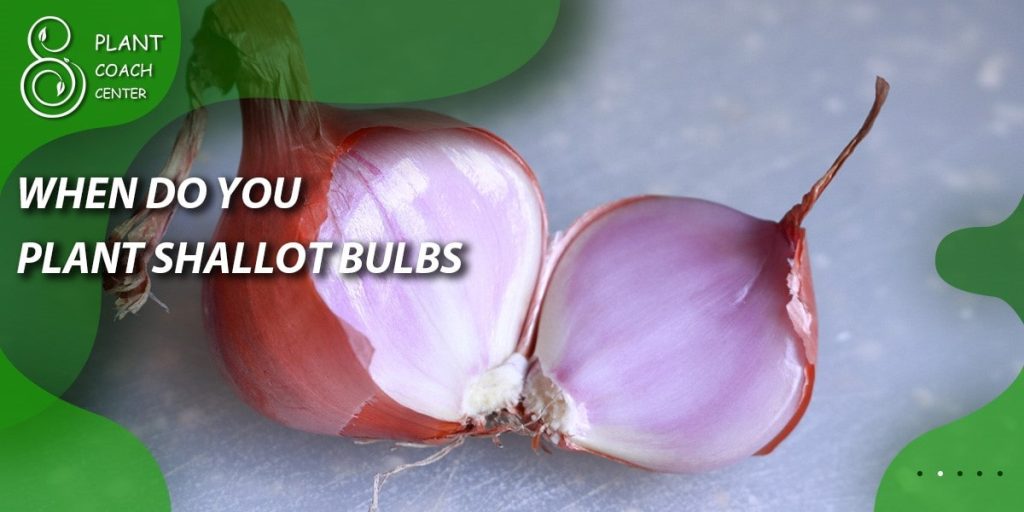 When do you plant shallots bulbs