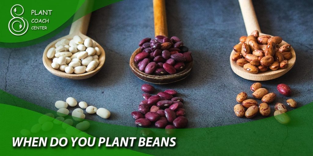 when do you plant beans