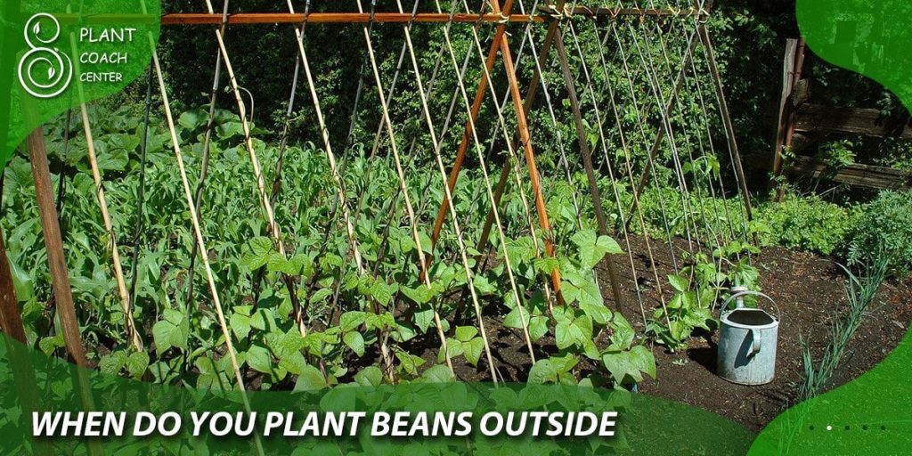when do you plant beans outside