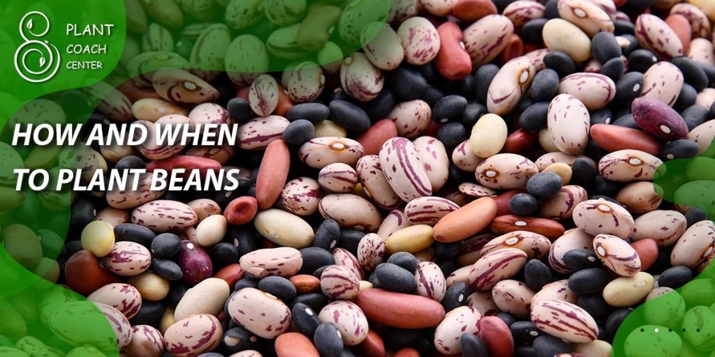 HOW AND WHEN TO PLANT BEANS