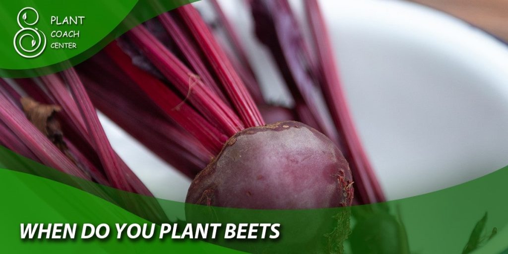 When Do You Plant Beets?