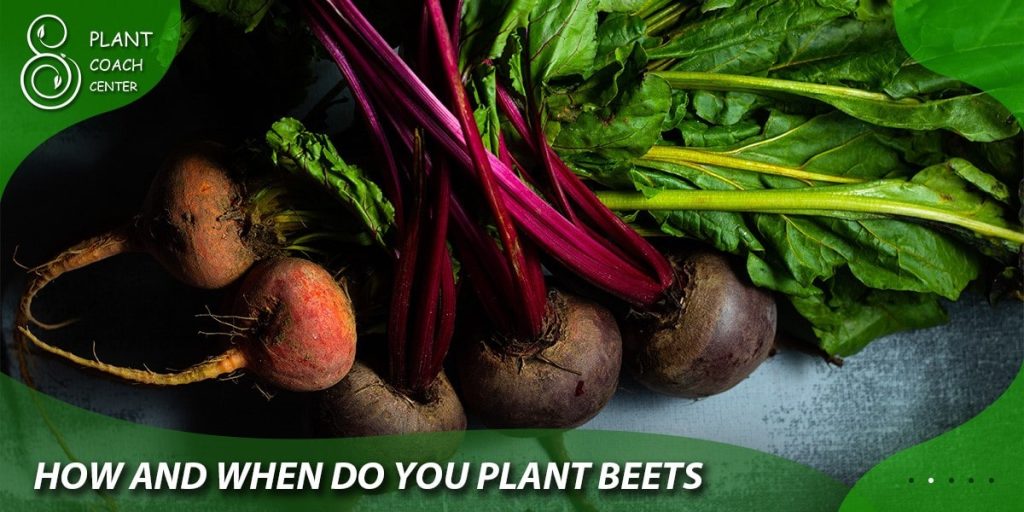 How and when do you plant beets