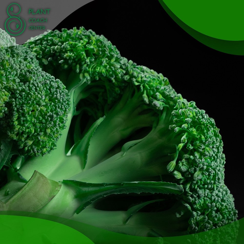 When Do You Plant Broccoli?