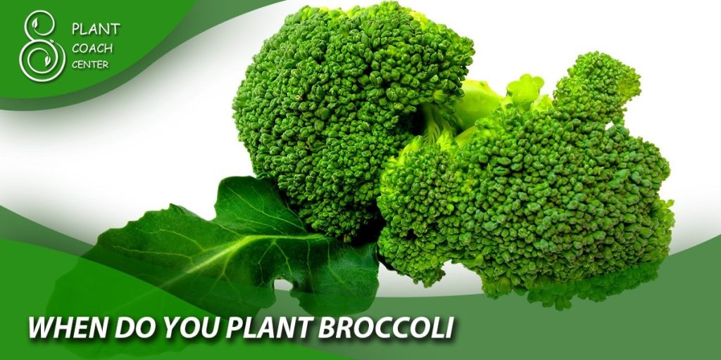 When Do You Plant Broccoli?