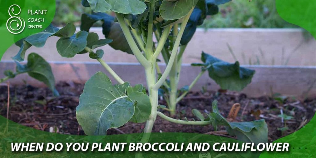 when do you plant broccoli and cauliflower