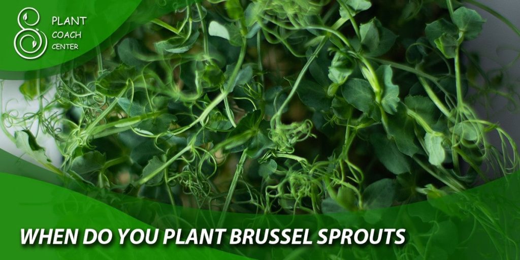 When Do You Plant Brussels Sprouts?