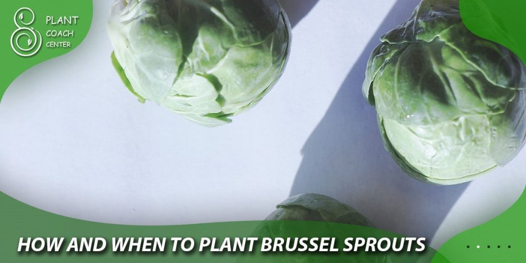 how and when to plant brussel sprouts