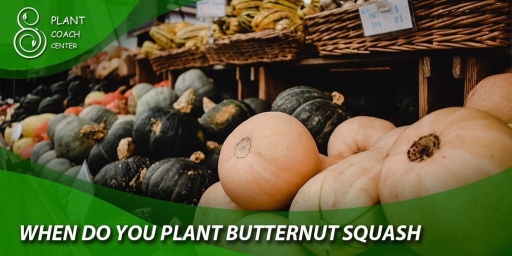 when do you plant butternut squash