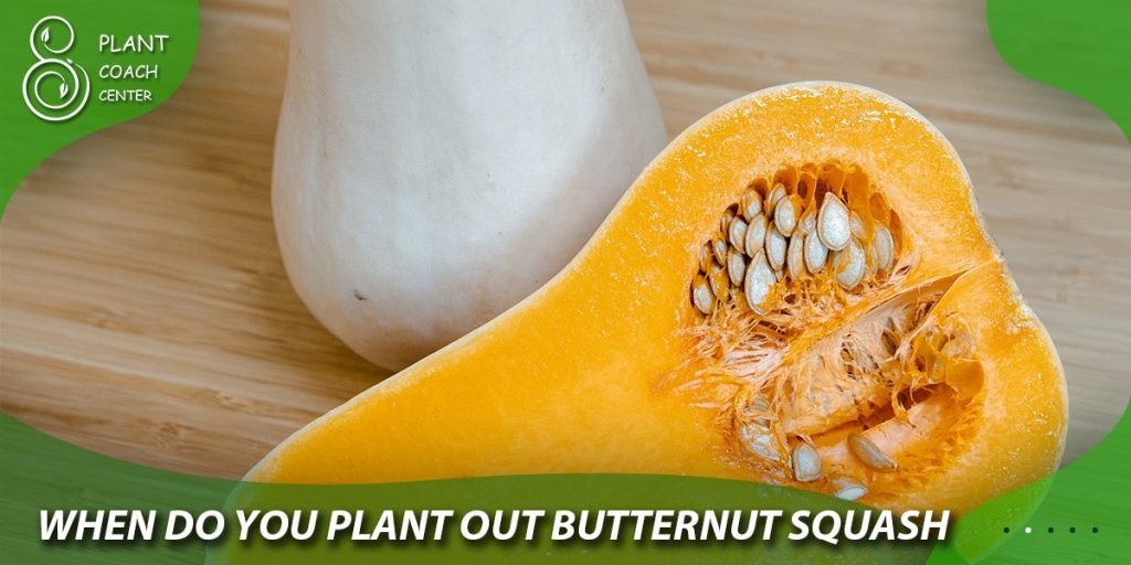 when do you plant butternut squash seeds