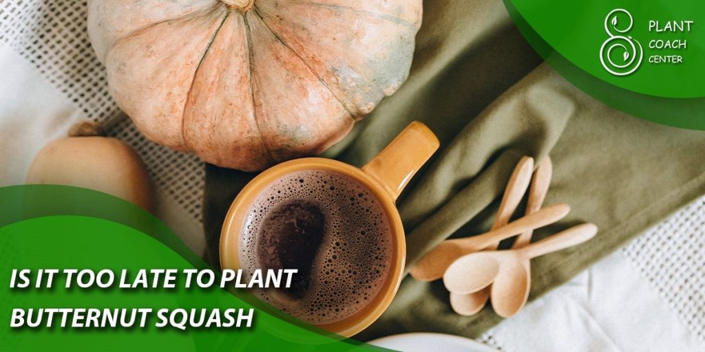 when do you plant out butternut squash