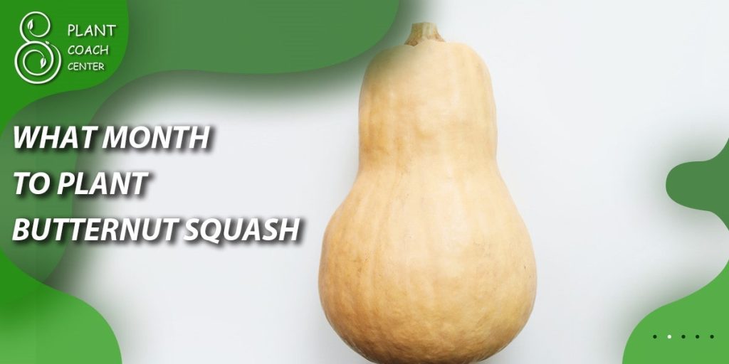 What month to plant butternut squash