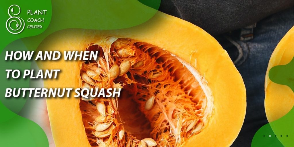 how and when to plant butternut squash