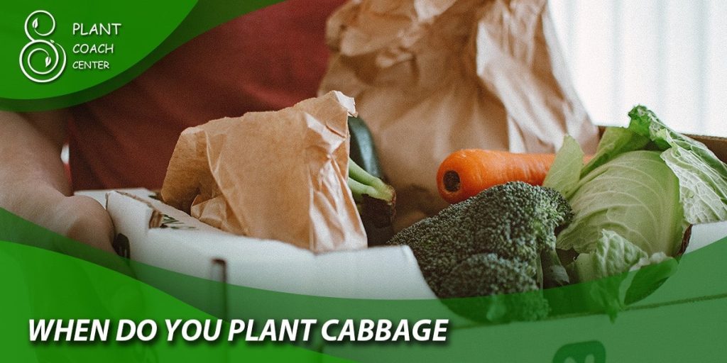 When Do You Plant Cabbage?