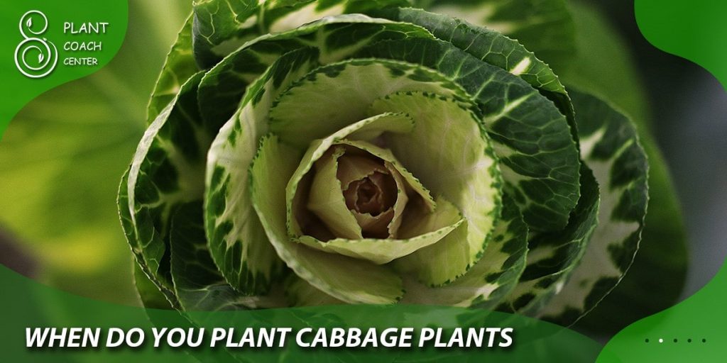 when do you plant cabbage seeds