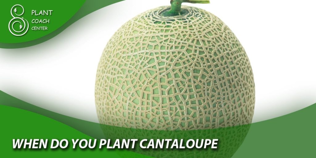 When Do You Plant Cantaloupe?