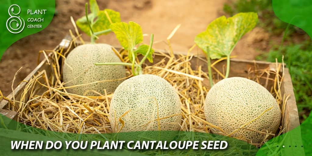 when do you plant cantaloupe seeds