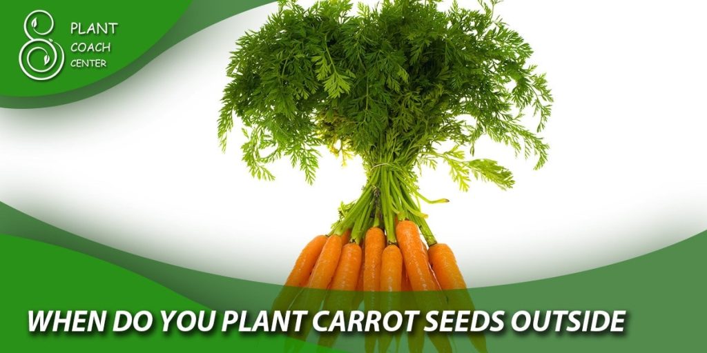 when do you plant carrot seeds outsid