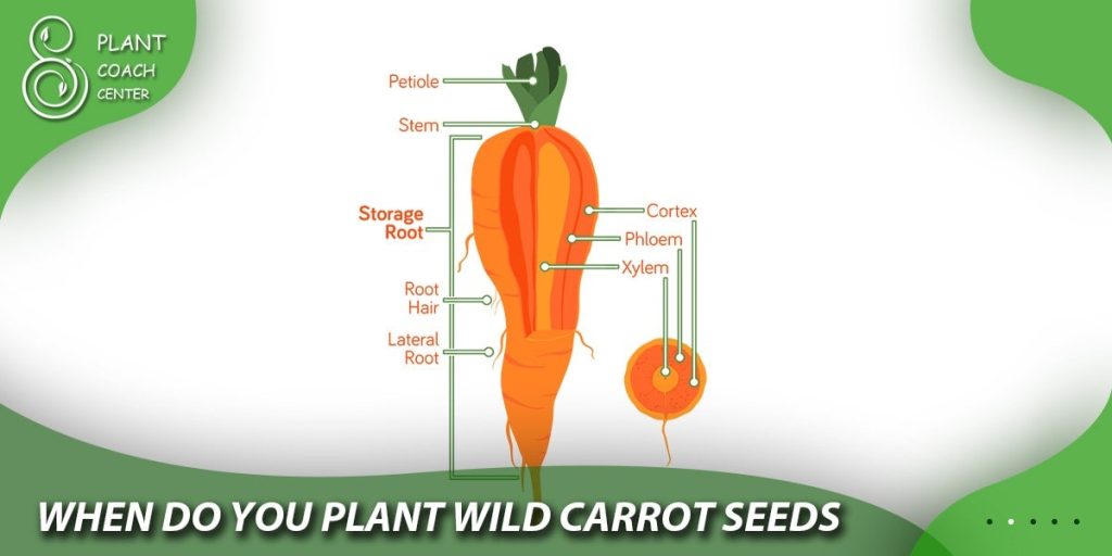 when do you plant wild carrot seeds