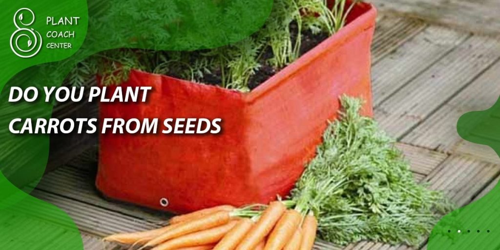 Do you plant carrot from seeds