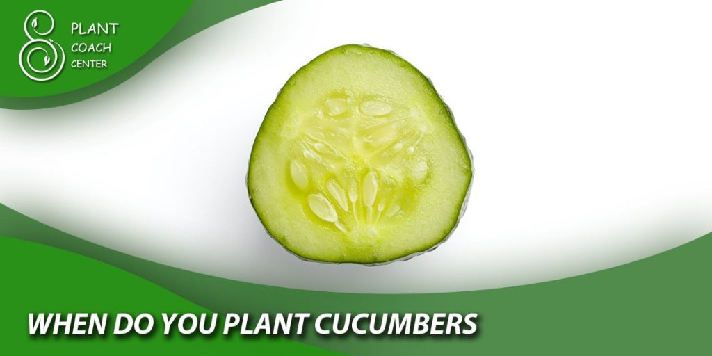 when do you plant cucumbers