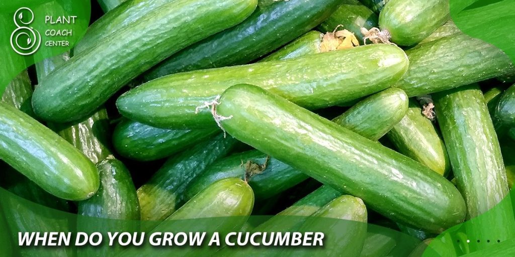 when do you grow a cucumber