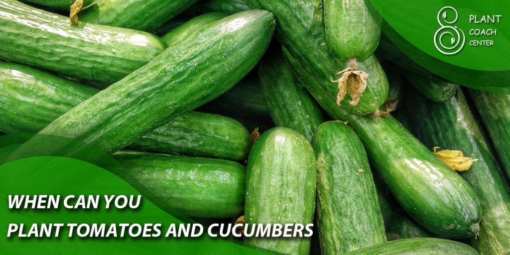 when can you plant tomatoes and cucumbers