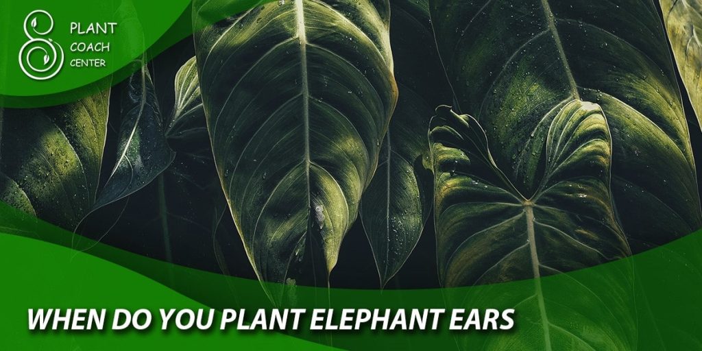 when do you plant elephant ears