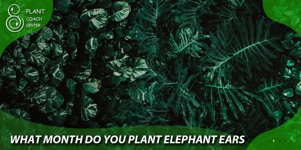 what month do you plant elephant ears