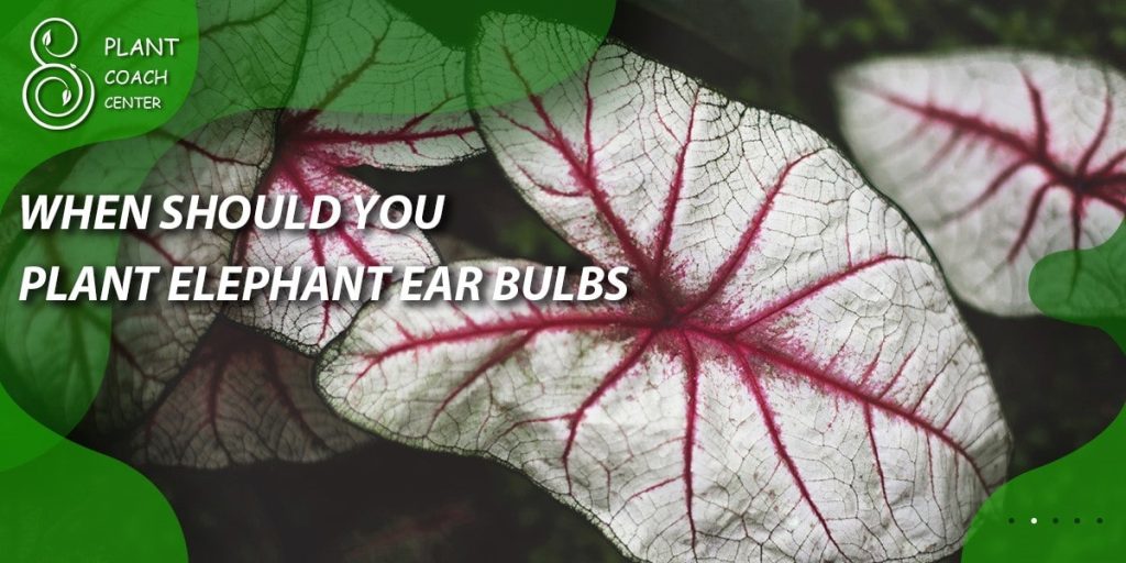 When should you plant elephant ears bulbs